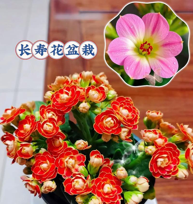 象征吉祥好运的金色花有哪些？