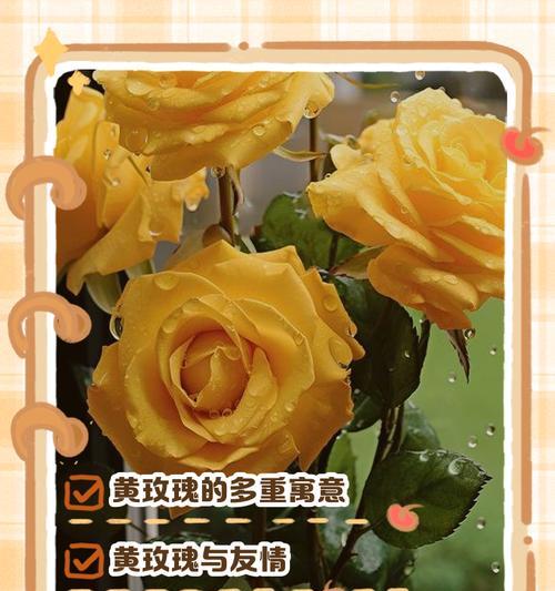 玫瑰花颜色不同寓意有何区别？各色玫瑰花代表什么？