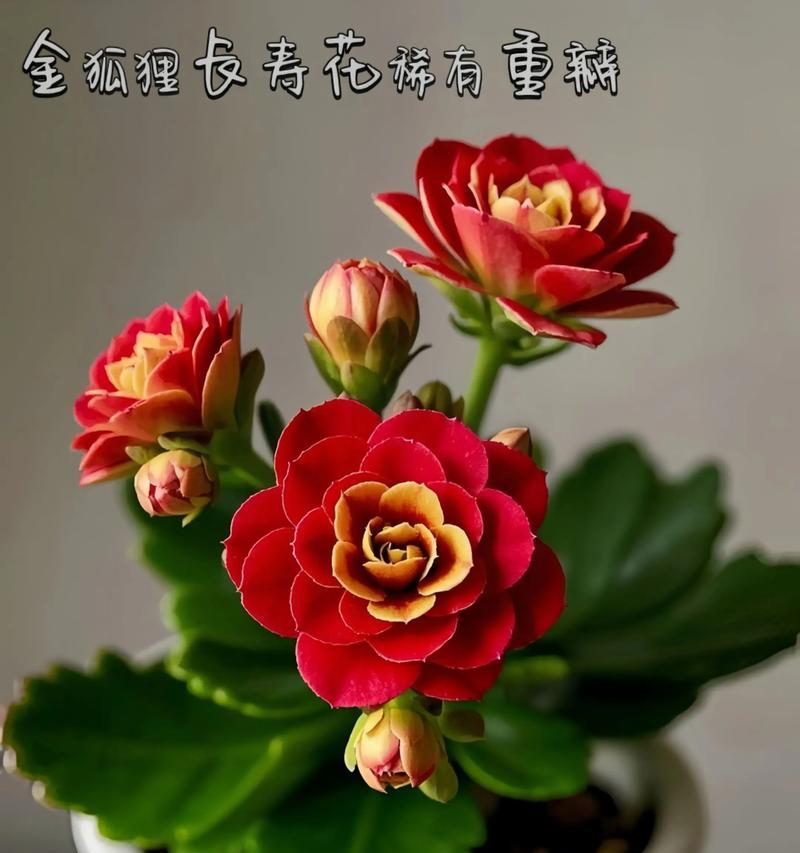 送同事长寿花的寓意是否恰当？