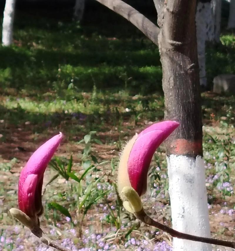 什么花寓意甜甜的爱情？象征甜蜜爱情的花朵有哪些？