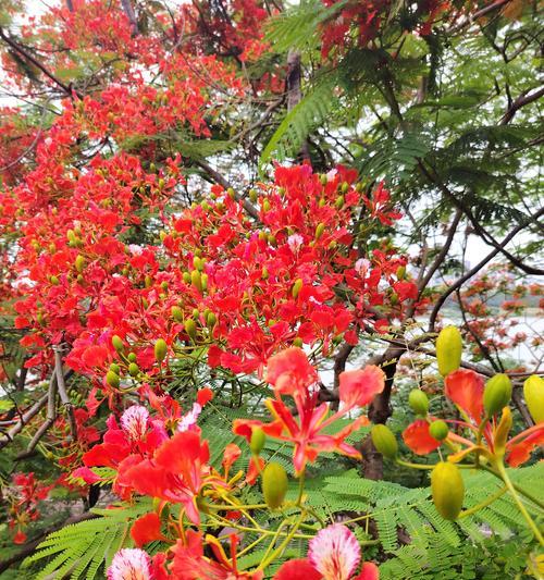 红色花象征热情吗？红色花的寓意有哪些？