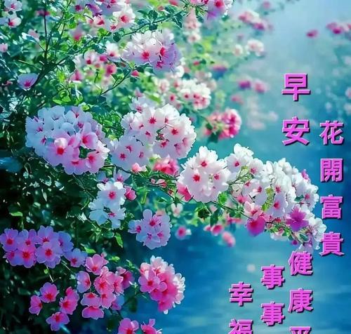 哪种花寓意幸福健康平安？送花祝福时的正确选择？