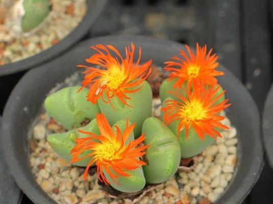 生石花哪种颜色寓意最佳？