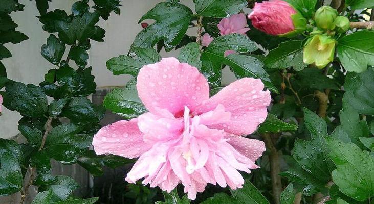 木槿花的传说与寓意是什么？木槿花背后的故事和象征意义？