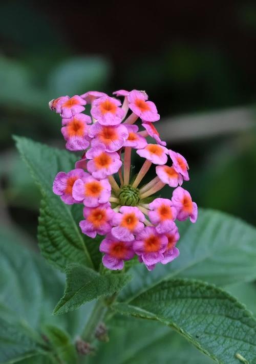 象征幸福和幸运的花是什么？哪些花代表着幸福和好运？