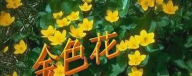 金色花代表什么？金色花的含义是什么？