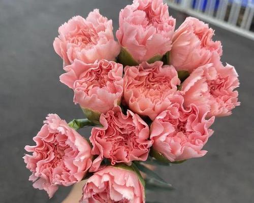 母亲节收到花代表什么？花的寓意有哪些？