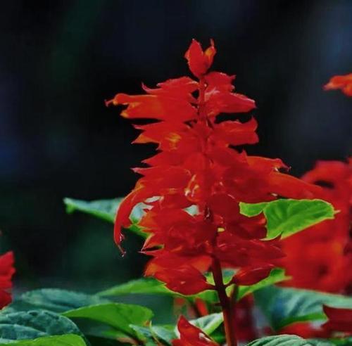 吉祥红火的花有什么寓意？吉祥花在传统中的地位如何？