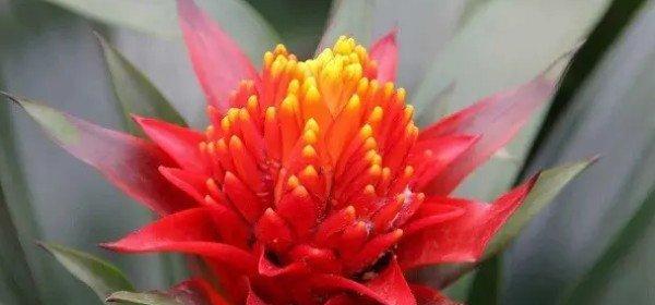 红色象征喜气的花有哪些？红色花的寓意是什么？