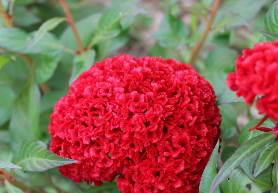 红色花通常象征什么？红色花的寓意有哪些？