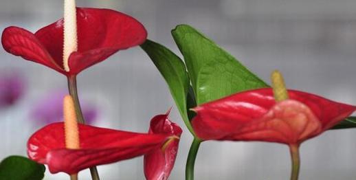 红色的花代表什么意义？它的花语是什么？