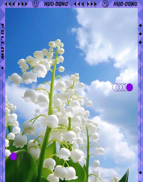 象征幸福和年轻的花？哪些花卉代表着青春与幸福？