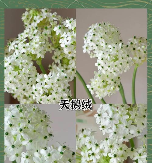 白色套装的花语是什么？如何用花语表达纯洁？