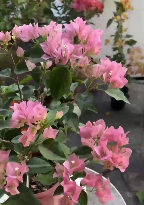 富贵竹开花代表什么？富贵竹的花语是什么？