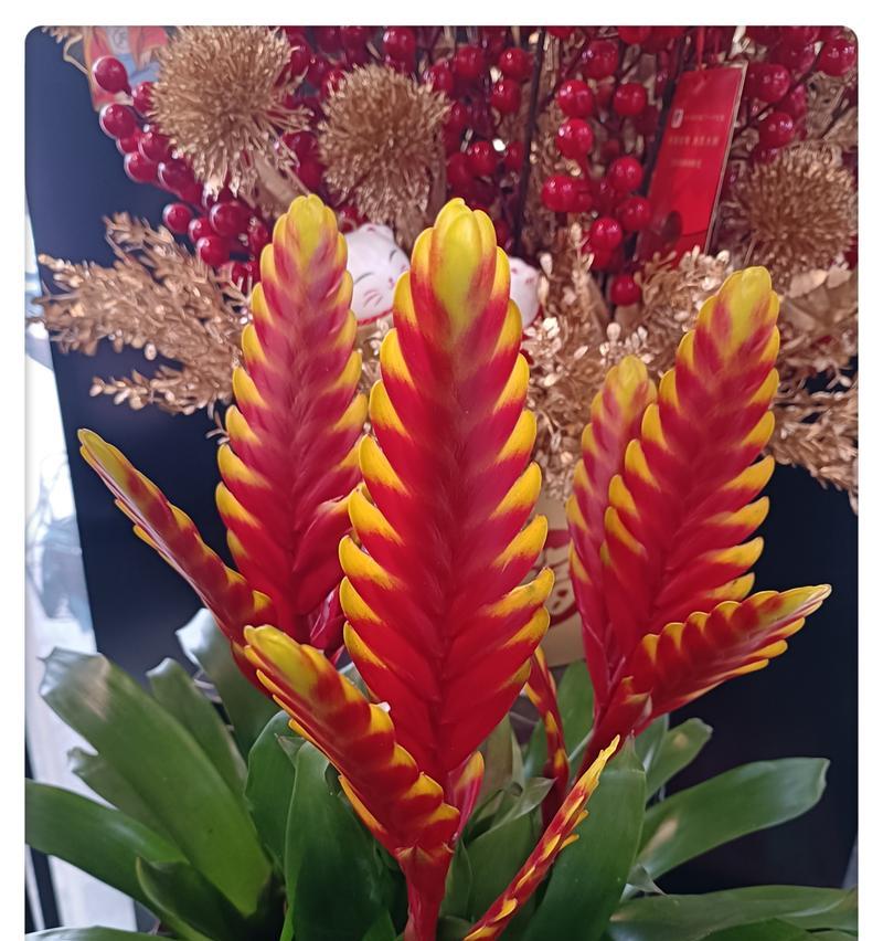 红色的花象征吉祥好运吗？红色的花有哪些种类？