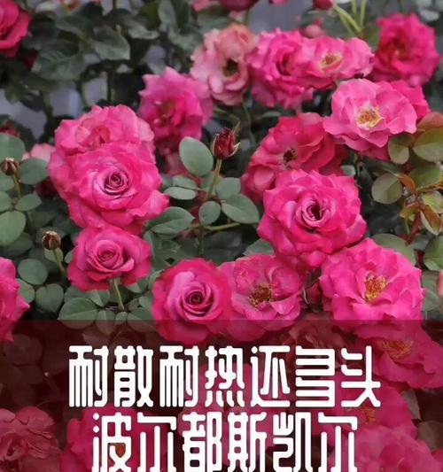 紫红色月季花的象征意义是什么？