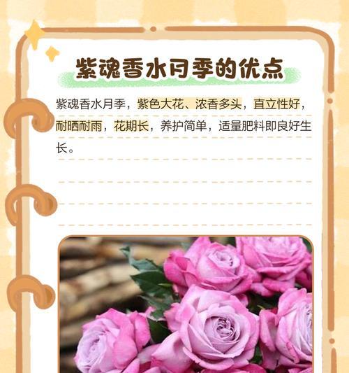 紫红色月季花的象征意义是什么？