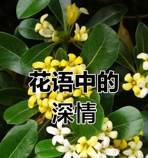 哪种花象征幸福和思念？