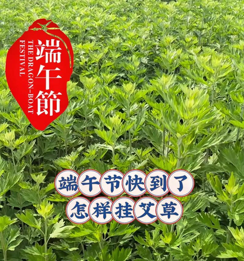 端午节花绳和艾草代表什么？端午节的花绳和艾草有何寓意？