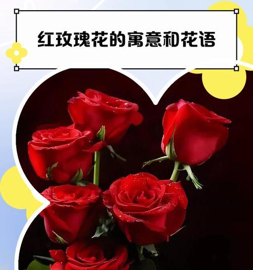 玫瑰为何带刺却象征爱情？花语有何深意？