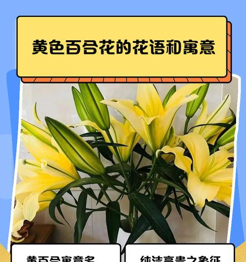 百合花的传说故事有哪些？它们的寓意是什么？