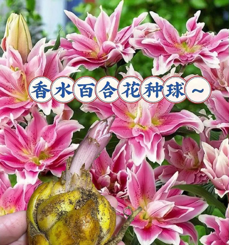 百合花的传说故事有哪些？它们的寓意是什么？