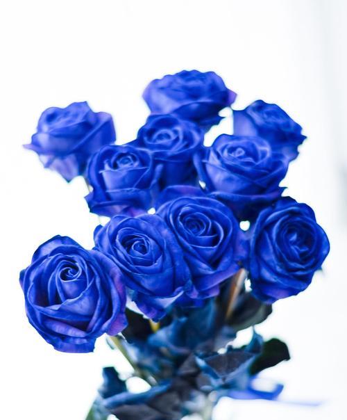 哪种蓝色玫瑰花寓意好？蓝色玫瑰花品种的象征意义是什么？