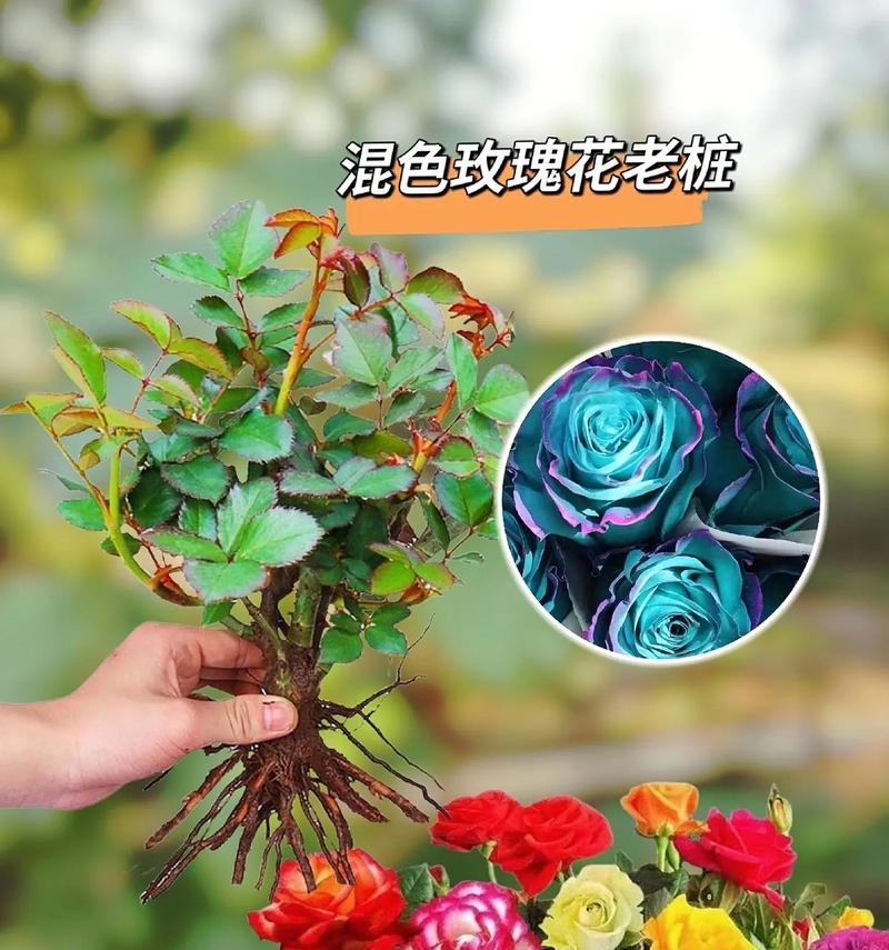 玫瑰花颜色不同代表什么？每种颜色玫瑰的含义是什么？