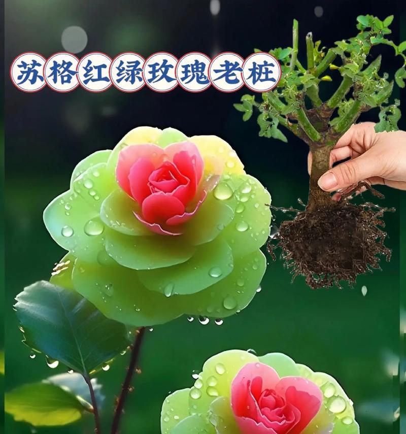 绿色花的寓意是什么？绿色花象征着什么？