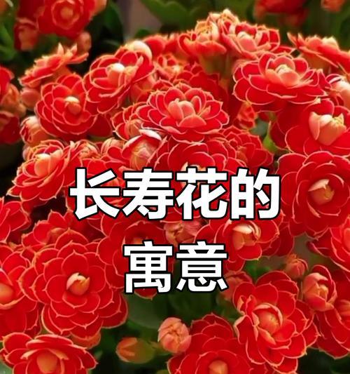 什么花象征着幸福？