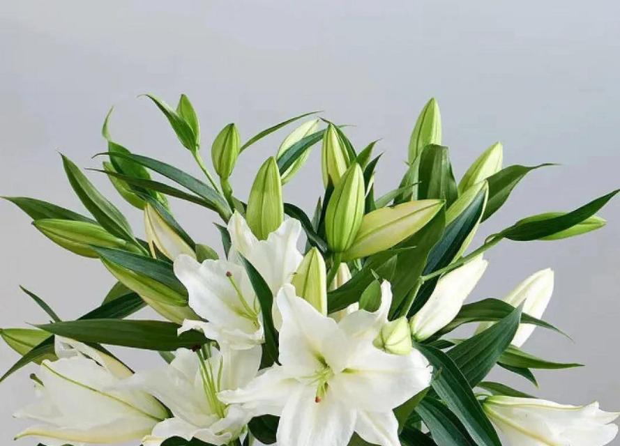 哪种颜色的百合花寓意最佳？