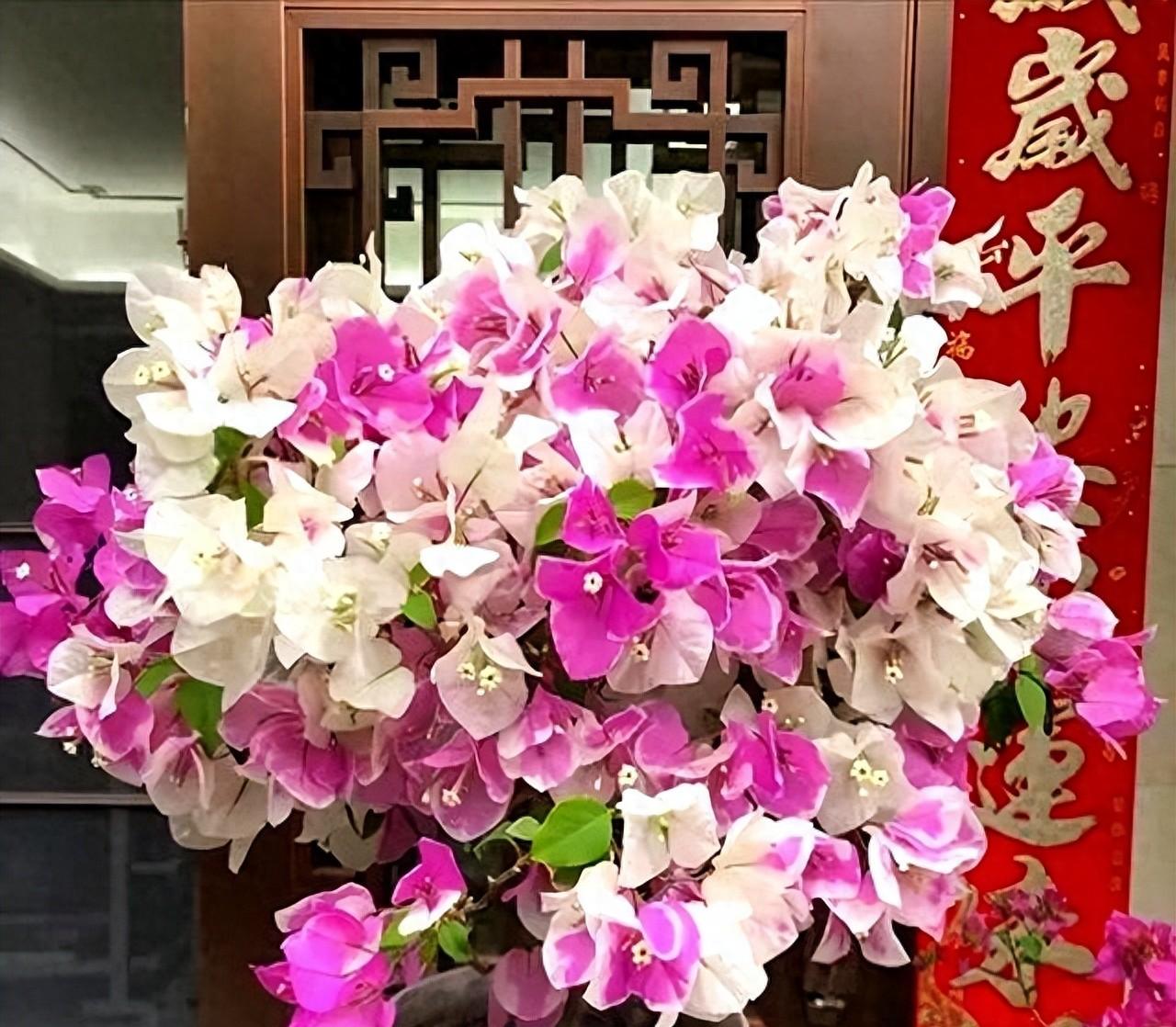 三角梅不开花？1个经典“催花法”！满头挤花苞，开到明年5月底