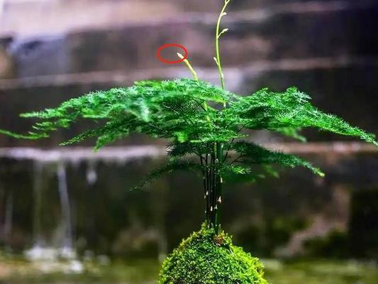 文竹对人身体有害吗？——揭开文竹的真面目（文竹的危害与注意事项）