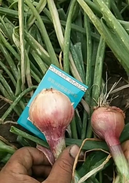 东北毛葱种植的最佳时间与技巧（打造丰收的秘诀与种植注意事项）