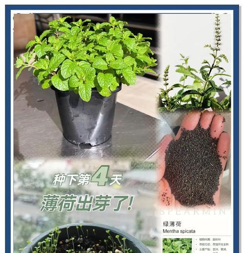 怎样种植柠檬薄荷？（教你快速学会柠檬薄荷的种植技巧）