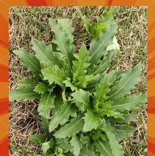 小麦是一种草本植物吗？（探究小麦的生物学特征及分类）