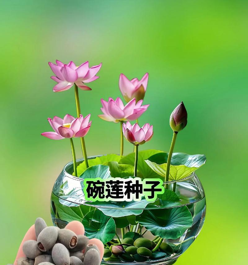 碗莲的播种时间及方法（掌握正确的播种技巧，种出美丽的碗莲）