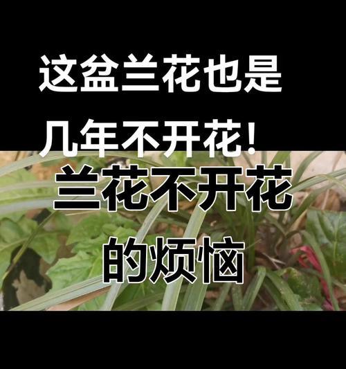 兰草不开花的原因剖析（探究兰草不开花的真相，为何总是只有叶子？）
