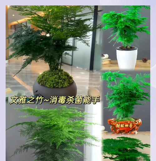 文竹能否承受雨水？（探讨文竹的适应性和生长需求）