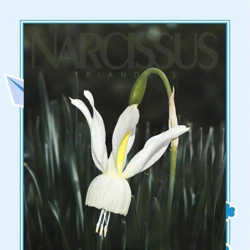 金虎花风水的奥秘（解密金虎花的美学与功能）