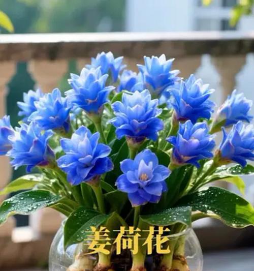 姜荷花种植的最佳时间（掌握最佳种植时间，让姜荷花高产开花）