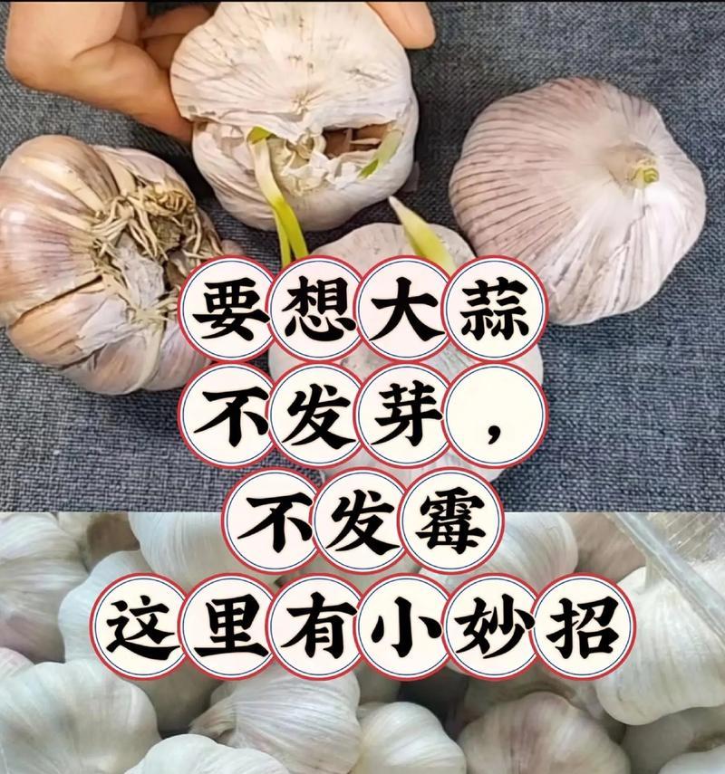 大蒜晒太阳会更营养（大蒜的日光浴效应及其影响因素）