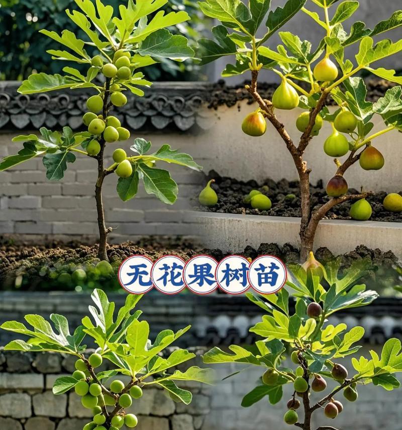 无花果嫁接成活率高的技巧（掌握这些技巧，让你的无花果生长更健康）