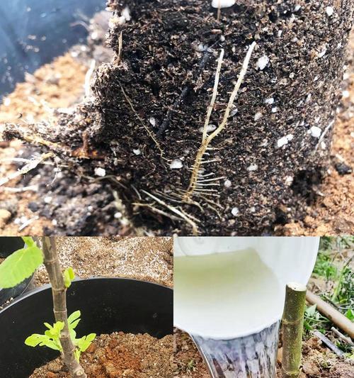 无花果嫁接成活率高的技巧（掌握这些技巧，让你的无花果生长更健康）