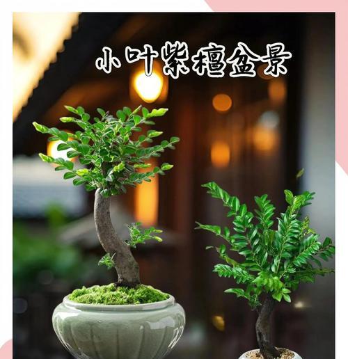盆栽紫檀的养殖方法和养护要点（家庭盆栽，珍贵木材，腰包实惠）