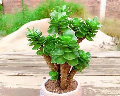 五行属木的盆栽植物大全（15种适合居家种植的木属性植物）