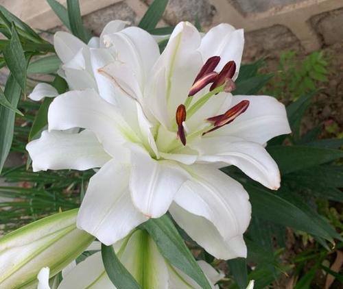 如何选择百合花的适宜花盆（以美观为主要考量因素，满足百合花生长需求的花盆）