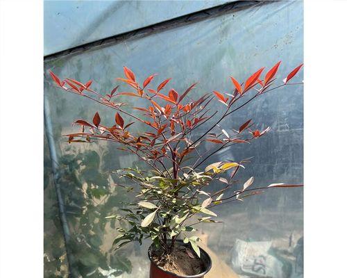 探秘红杆植物的神奇世界（红杆的种类、生长环境及适应性）