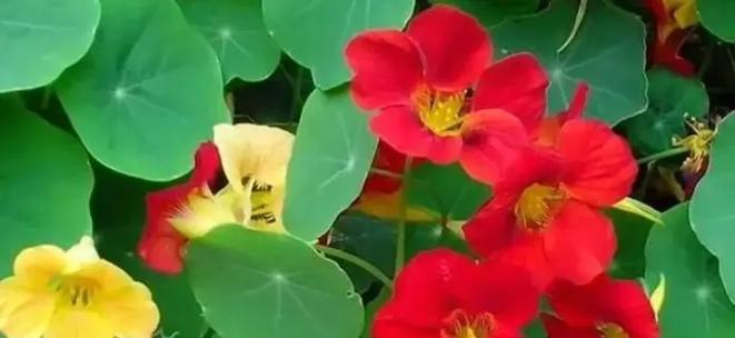 旱莲花的毒性与室内养护（可爱的旱莲花，毒性不可忽视）