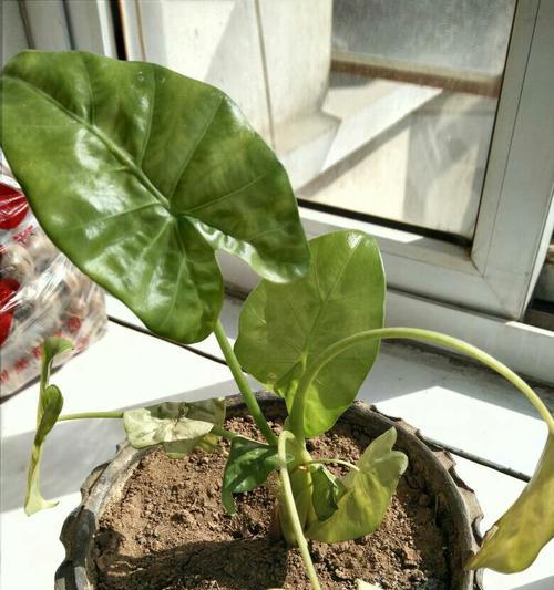 佛手叶子发黄的原因及处理方法（关注佛手叶子发黄，让你的佛手更健康）